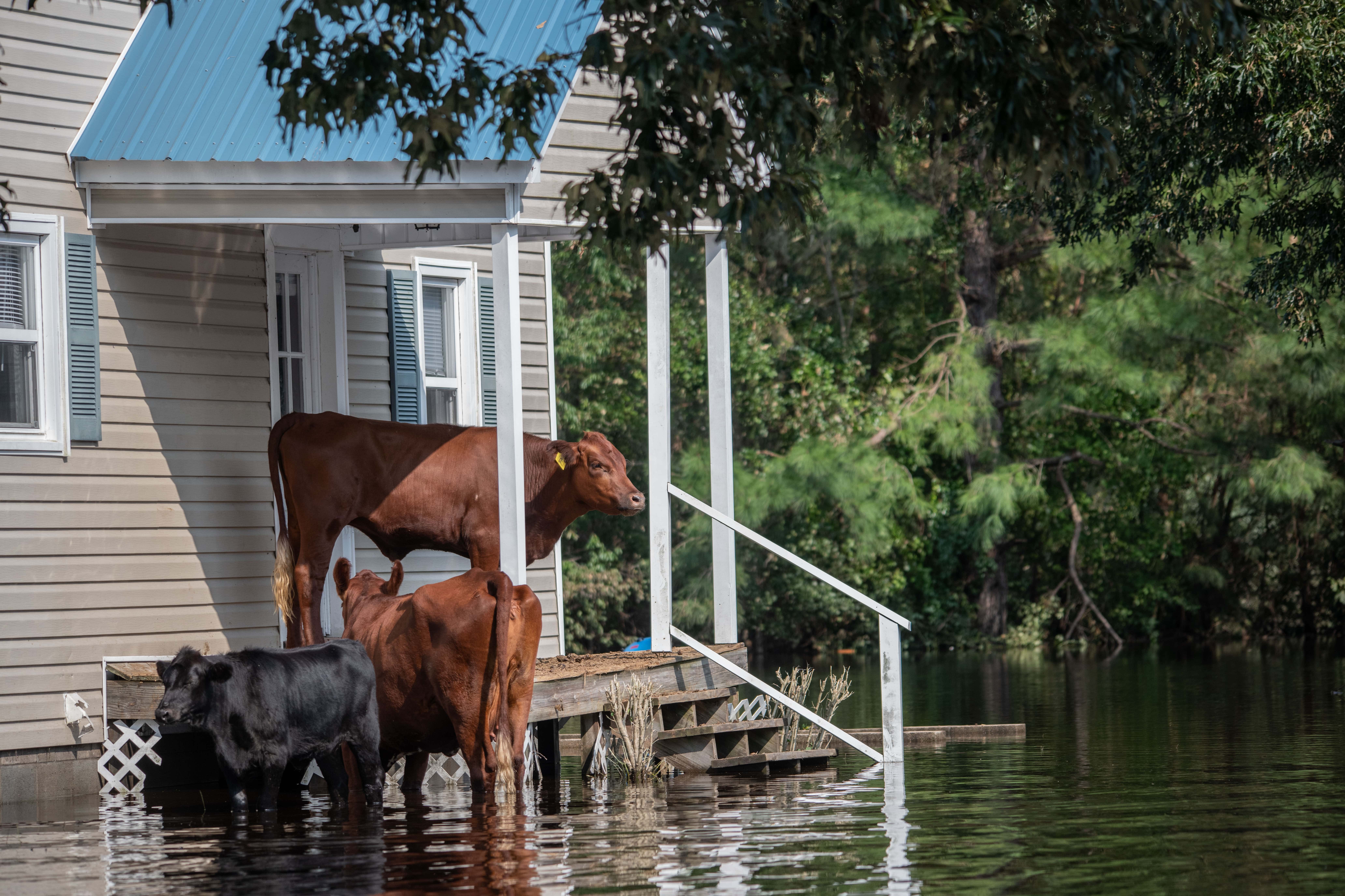 Flooded Home with Cows on Doorstep